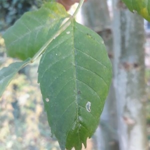 Photographie n°2257477 du taxon Fraxinus excelsior L. [1753]