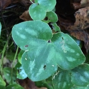 Photographie n°2257519 du taxon Anemone hepatica L.