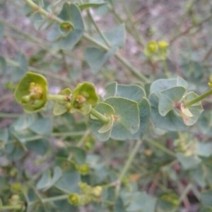 Photographie n°2257535 du taxon Euphorbia paralias L. [1753]