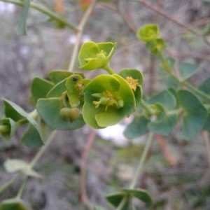 Photographie n°2257537 du taxon Euphorbia paralias L. [1753]