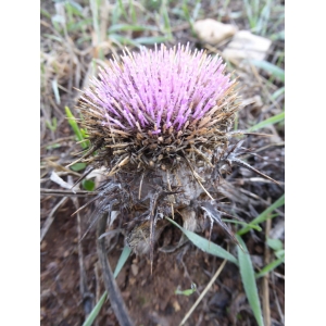 Carlina gummifera (L.) Less. (Atractyle)