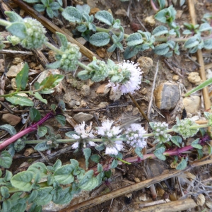 Photographie n°2257605 du taxon Mentha pulegium L. [1753]