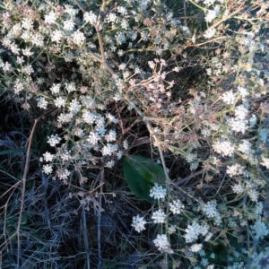 Photographie n°2257617 du taxon Seseli tortuosum L. [1753]