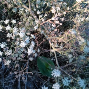 Photographie n°2257618 du taxon Seseli tortuosum L. [1753]