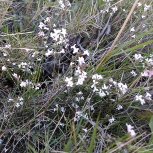 Photographie n°2257620 du taxon Asperula cynanchica L. [1753]