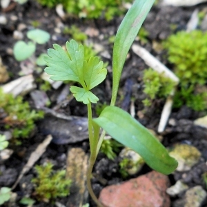 Photographie n°2257651 du taxon Bifora testiculata (L.) Spreng. [1820]