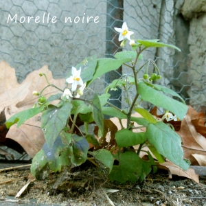 Photographie n°2257707 du taxon Morelle noire