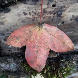 Photographie n°2257713 du taxon Acer monspessulanum L. [1753]