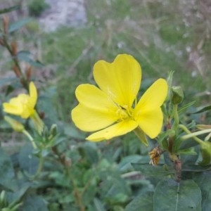 Photographie n°2257774 du taxon Oenothera biennis L. [1753]