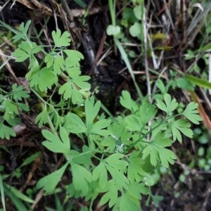 Photographie n°2257861 du taxon Fumaria capreolata L. [1753]