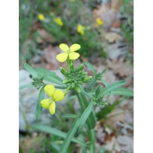 Erysimum nevadense Reut. subsp. nevadense