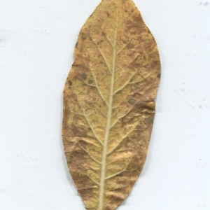 Photographie n°2257933 du taxon Mespilus germanica L. [1753]