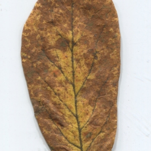Photographie n°2257936 du taxon Mespilus germanica L. [1753]