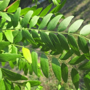 Photographie n°2258013 du taxon Gleditsia triacanthos L.