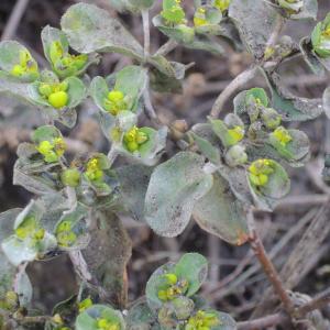 Photographie n°2258018 du taxon Euphorbia helioscopia subsp. helioscopia