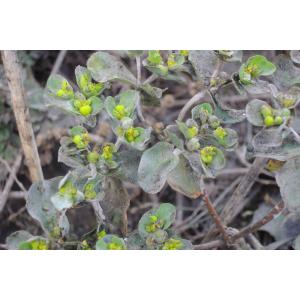 Euphorbia helioscopia L. subsp. helioscopia (Euphorbe réveille-matin)