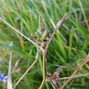 Photographie n°2258032 du taxon Cichorium intybus L. [1753]