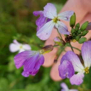 Photographie n°2258035 du taxon Raphanus raphanistrum L. [1753]