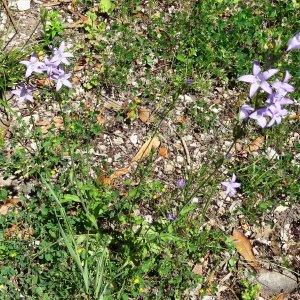 Photographie n°2258067 du taxon Campanula patula L.