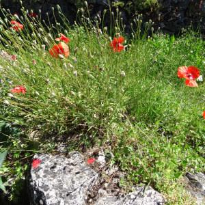 Photographie n°2258069 du taxon Papaver rhoeas L.