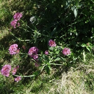 Photographie n°2258083 du taxon Centranthus ruber subsp. ruber 