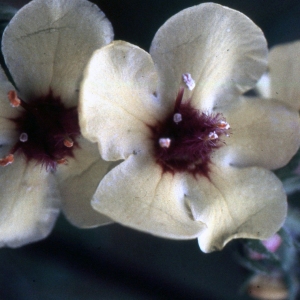 Photographie n°2258137 du taxon Verbascum boerhavii L. [1767]