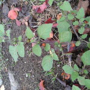 Photographie n°2258159 du taxon Solanum villosum Mill. [1768]