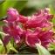  Pat Desnos - Rhododendron ferrugineum L. [1753]