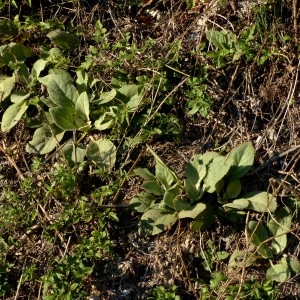 Photographie n°2258175 du taxon Verbascum boerhavii L. [1767]