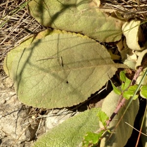 Photographie n°2258179 du taxon Verbascum boerhavii L. [1767]