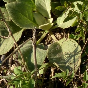 Photographie n°2258180 du taxon Verbascum boerhavii L. [1767]