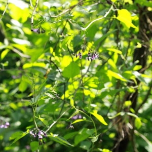 Photographie n°2258208 du taxon Solanum dulcamara L. [1753]