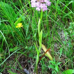 Photographie n°2258230 du taxon Anacamptis pyramidalis var. pyramidalis 