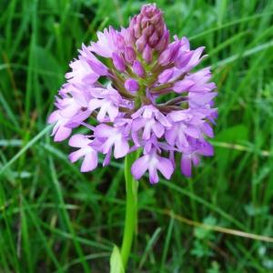 Photographie n°2258231 du taxon Anacamptis pyramidalis var. pyramidalis 