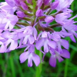 Photographie n°2258232 du taxon Anacamptis pyramidalis var. pyramidalis 