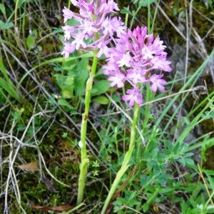 Photographie n°2258260 du taxon Anacamptis pyramidalis var. pyramidalis 