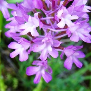 Photographie n°2258262 du taxon Anacamptis pyramidalis var. pyramidalis 