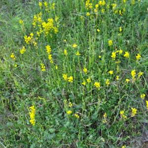 Photographie n°2258269 du taxon Genista sagittalis L.