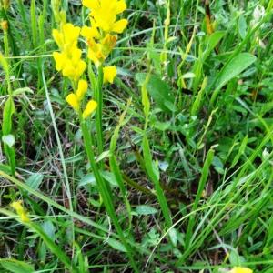 Photographie n°2258272 du taxon Genista sagittalis L.