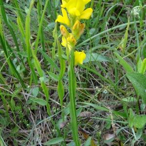 Photographie n°2258273 du taxon Genista sagittalis L.