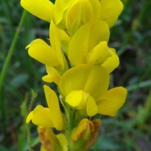 Photographie n°2258274 du taxon Genista sagittalis L.
