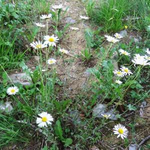 Photographie n°2258275 du taxon Leucanthemum vulgare Lam. [1779]