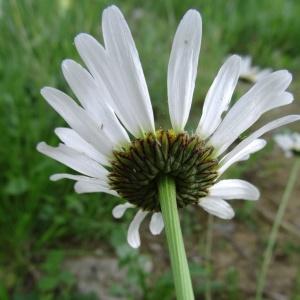 Photographie n°2258277 du taxon Leucanthemum vulgare Lam. [1779]