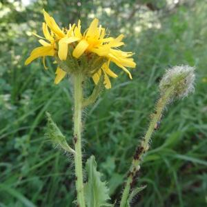 Photographie n°2258286 du taxon Crepis pyrenaica (L.) Greuter [1970]