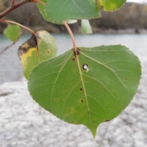 Photographie n°2258317 du taxon Populus nigra L. [1753]