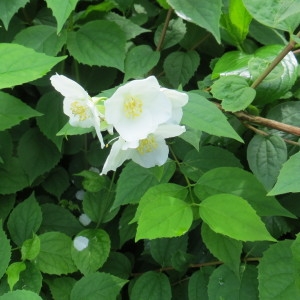 Photographie n°2258438 du taxon Philadelphus coronarius L. [1753]