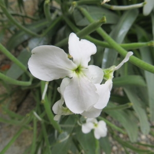 Photographie n°2258444 du taxon Matthiola incana (L.) R.Br. [1812]