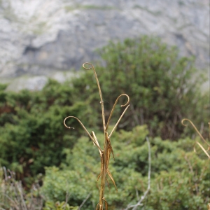 Photographie n°2258469 du taxon Lilium pyrenaicum Gouan [1773]