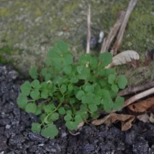 Photographie n°2258480 du taxon Cardamine L. [1753]