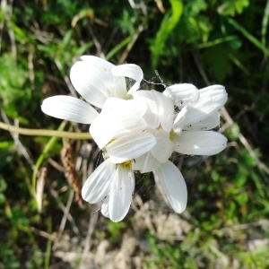 Photographie n°2258499 du taxon Leucanthemum vulgare Lam. [1779]